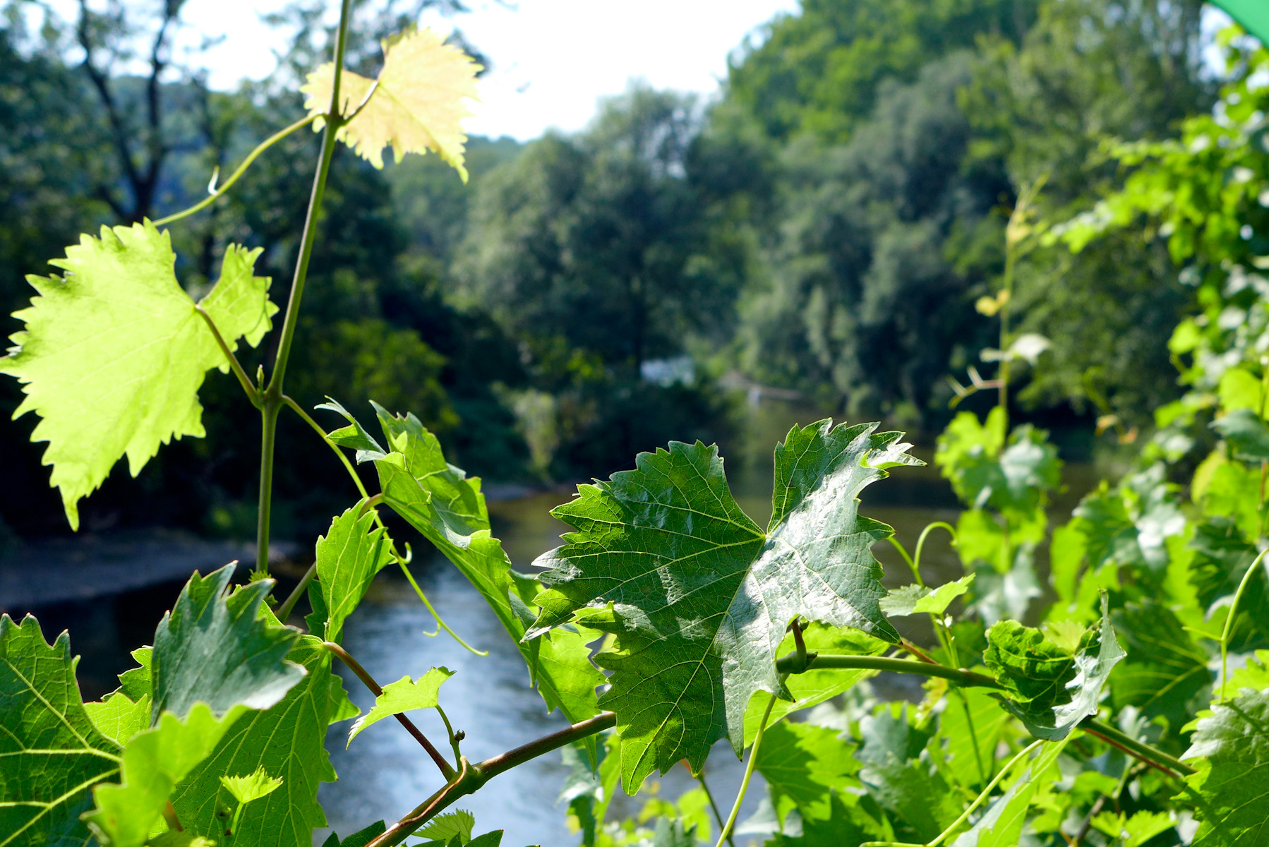 Saale-Unstrut: Wein, Radfahren und gutes Essen im nördlichsten Weinanbaugebiet von Deutschland