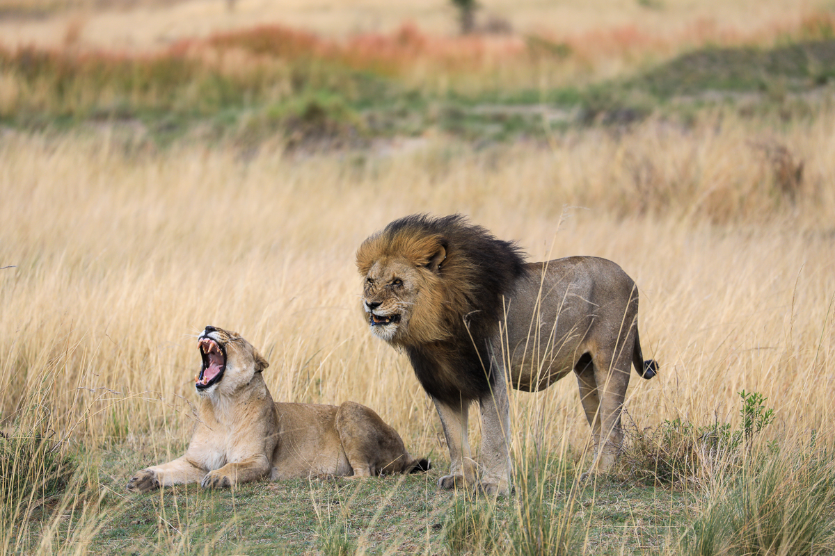 Traumhaftes Südafrika – 2,5-Wochen Rundreise von Johannesburg